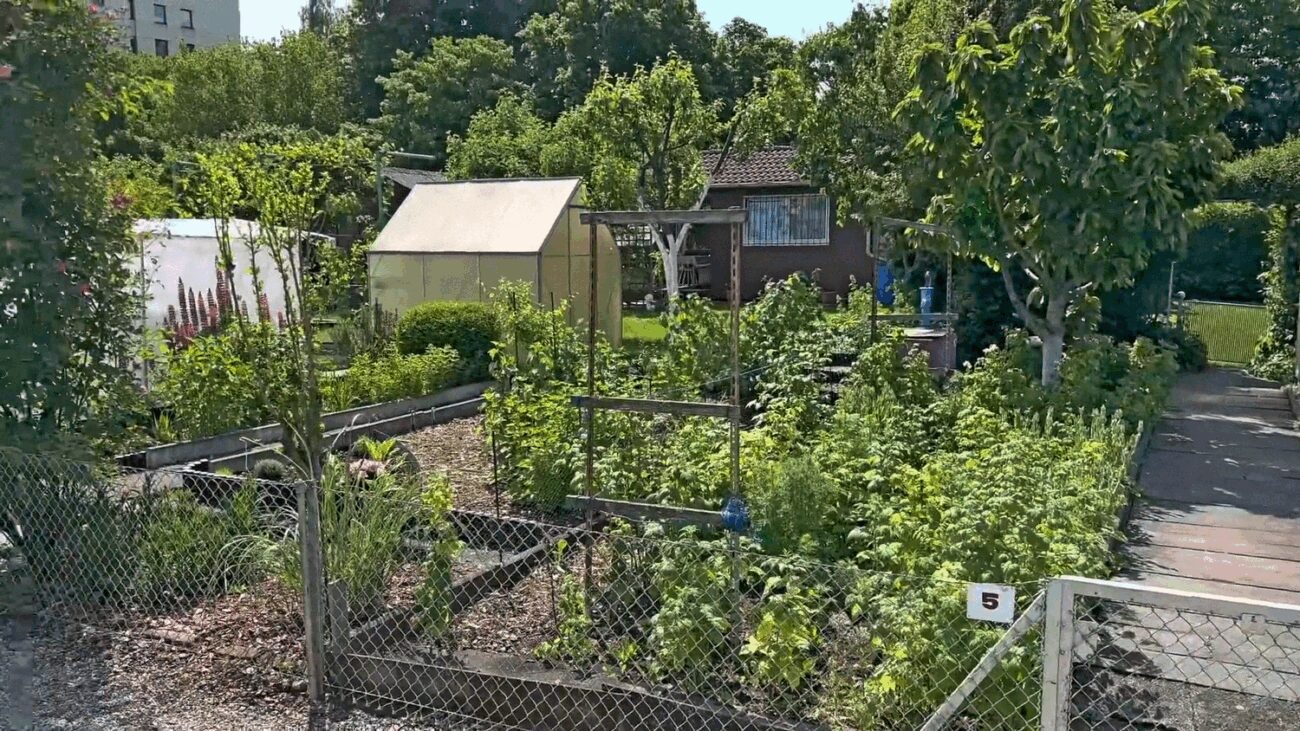 Експерт розповів, як захистити грядки від дощів