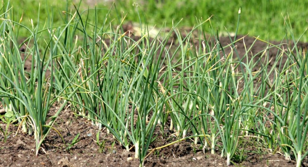 Грядка після часнику – золота жила: 3 культури, які встигнуть вирости до осінніх холодів 