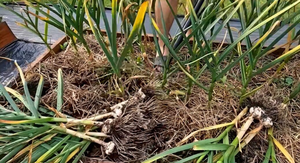 Не вапно і не доломіт: ось чим обробляють ґрунт після збору врожаю часнику у 9 випадках з 10 