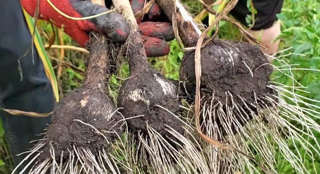 У Вроцлаві бабуся з Чернігівщини навчила поляків саджати часник по-своєму: метод на 12/10 