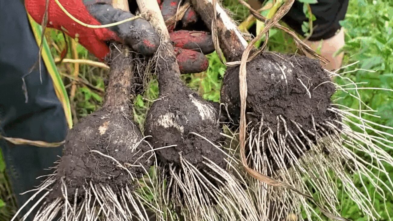 Бабуся з України навчила поляків садити часник