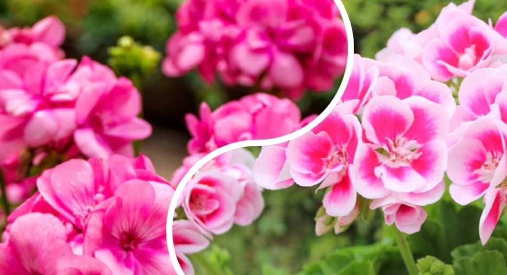 2 еліксири під корінь, і обрізана герань оживе: прокинуться всі бруньки – зацвіте навіть узимку 