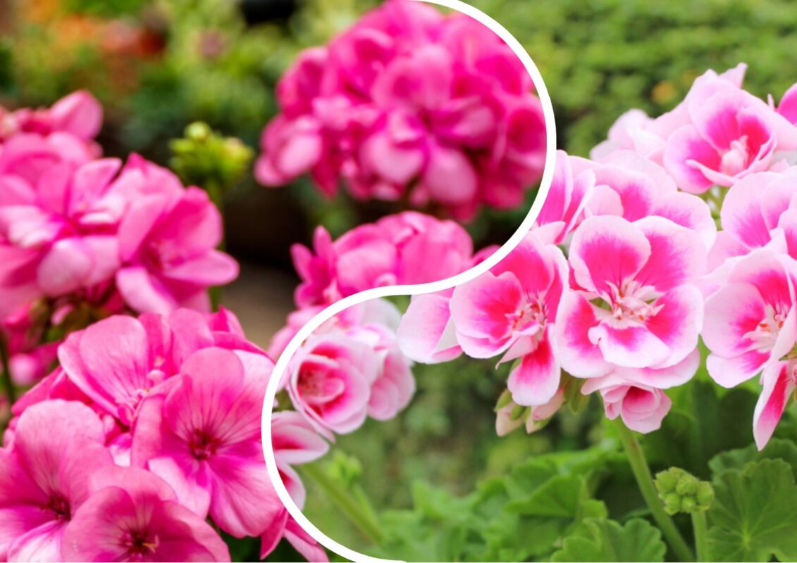 Квітникар розповів, як підтримати герань після обрізки