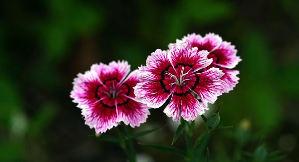 Не троянди і не лаванда: ось яку квітку садівники обирають у 2025 за її аромат – хіт усіх хітів 