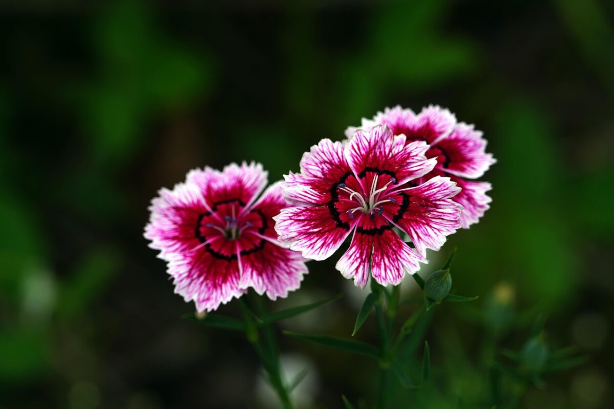 Матіола - квітковий хіт 2025 року