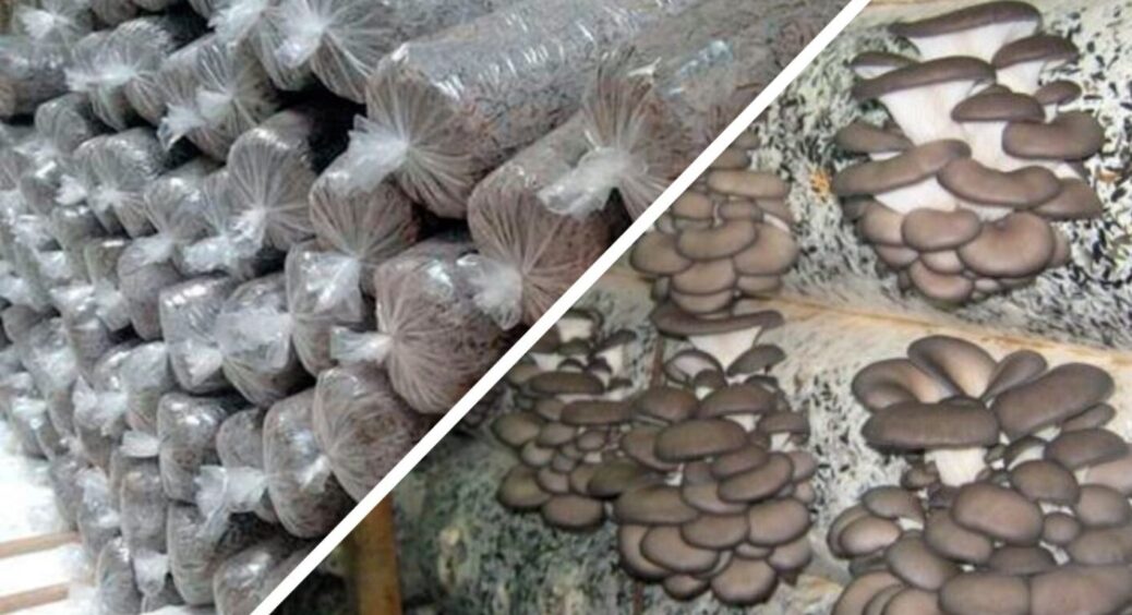 Господині Полтавщини вирощують гливу прямо в підвалі: всього 1 дія кожного дня, і такі врожаї! 