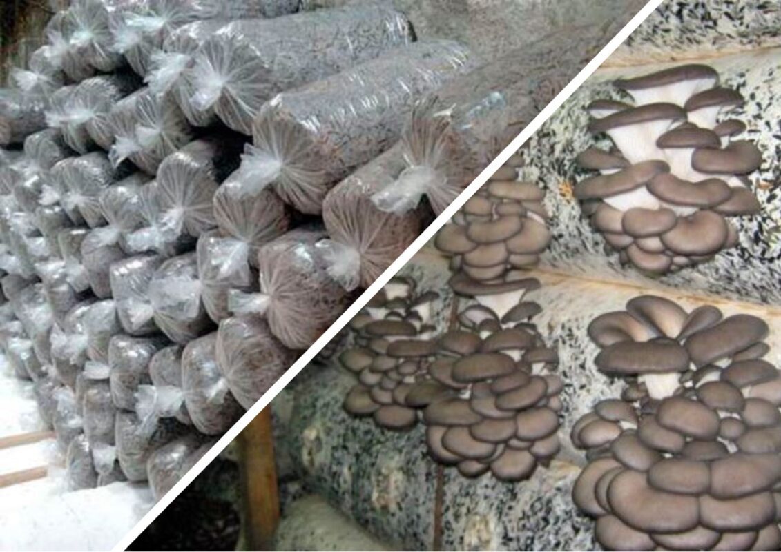 Як виростити гливи у підвалі