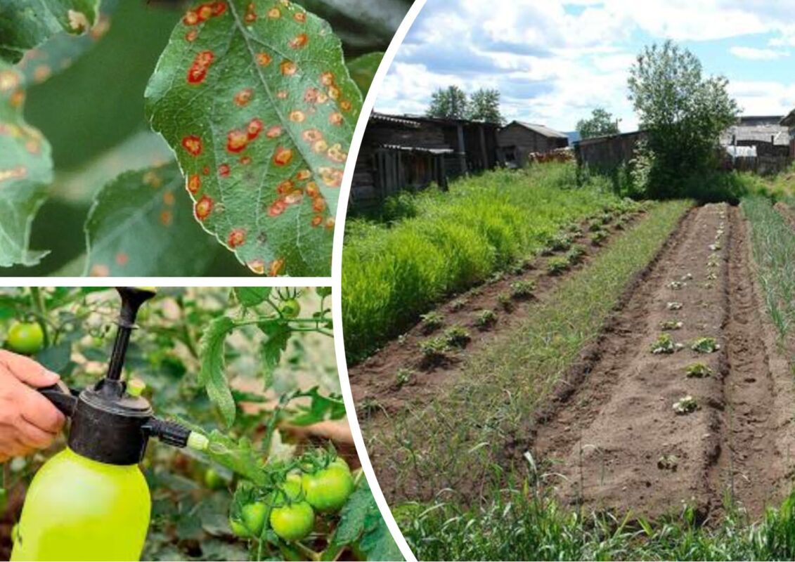 Чому грибок уражає городину на ділянці
