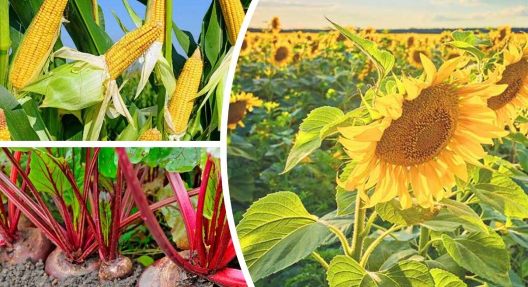 У Кракові українці постійно саджають на грядках ці 3 овочі: поляки дивляться с подивом 