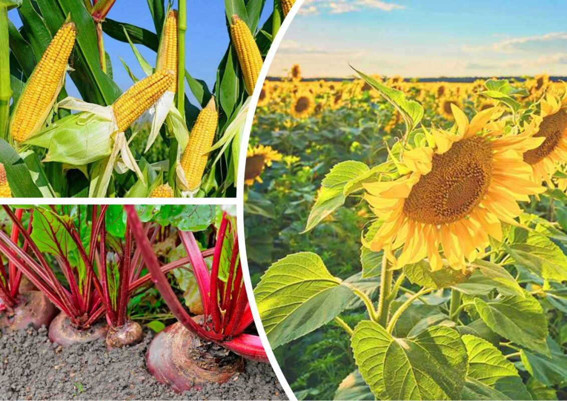 Поляків дивує те, що вирощують українці на своєму городі