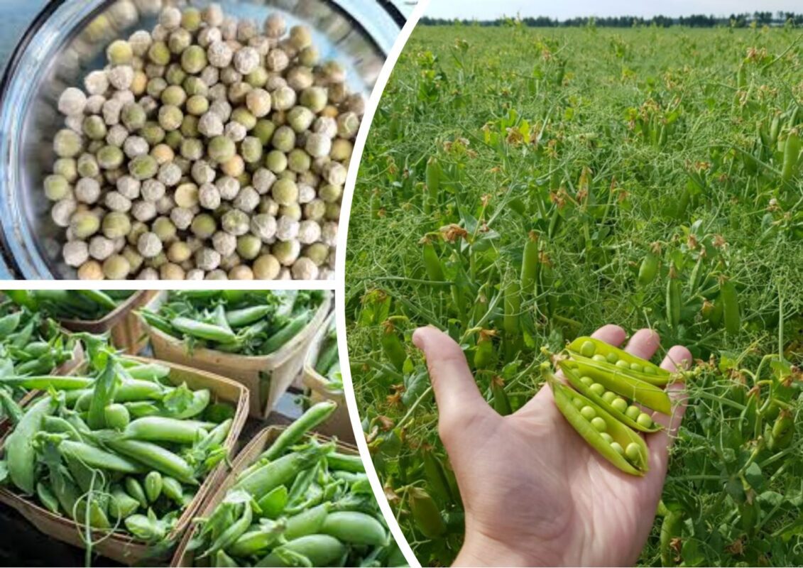 Як виростити горох килимом