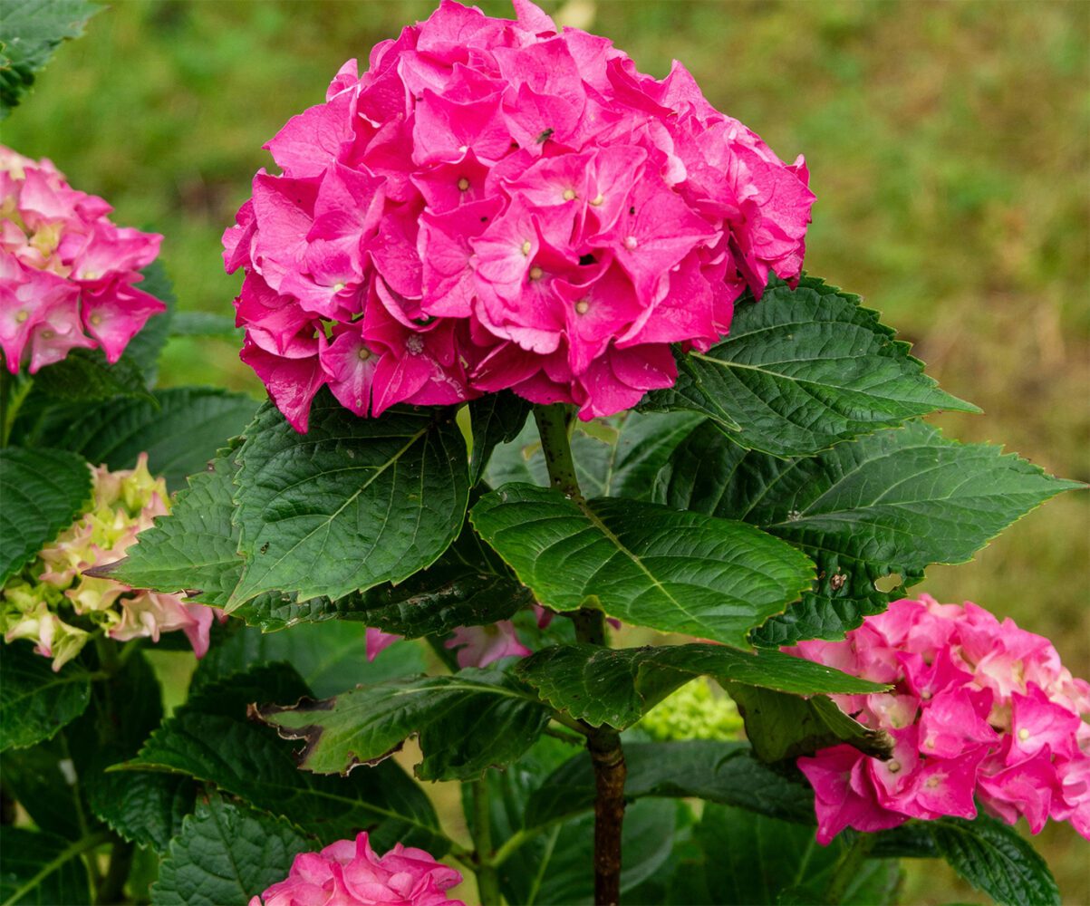 Садівники розповіли, як правильно укрити гортензії на зиму Садівники розповіли, як правильно укрити гортензії на зиму