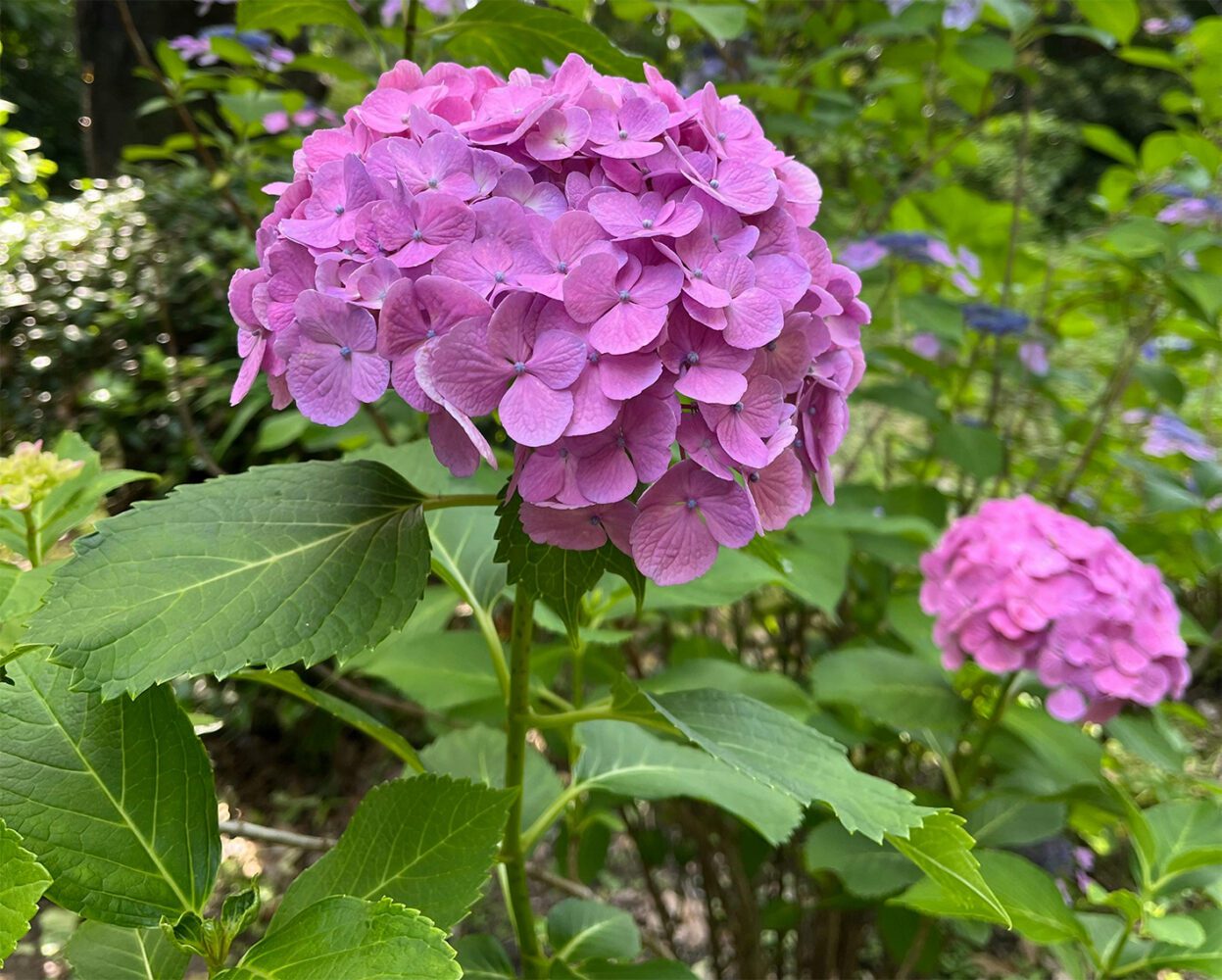 Садівники розповіли, як правильно укрити гортензії на зиму Садівники розповіли, як правильно укрити гортензії на зиму