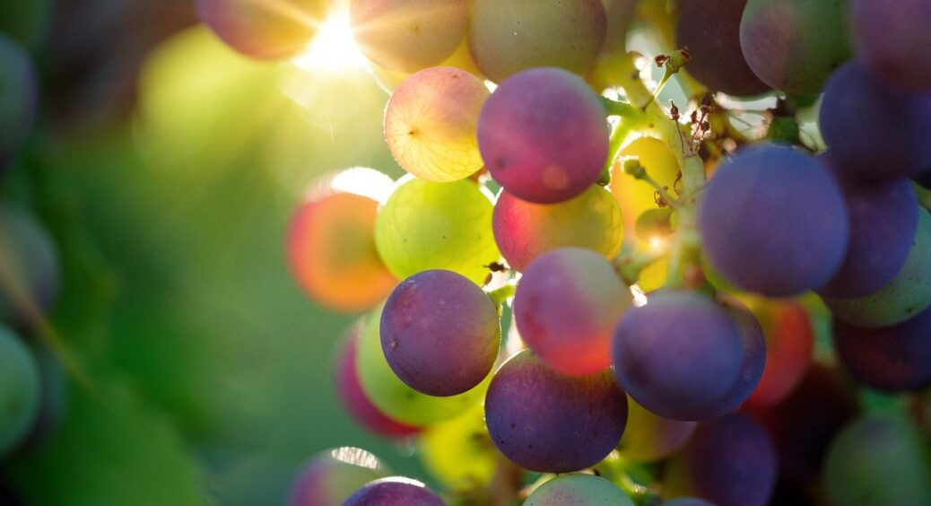 Ці сорти не бояться холоду й спеки: 3 гібриди винограду для різких перепадів температури у 2025 