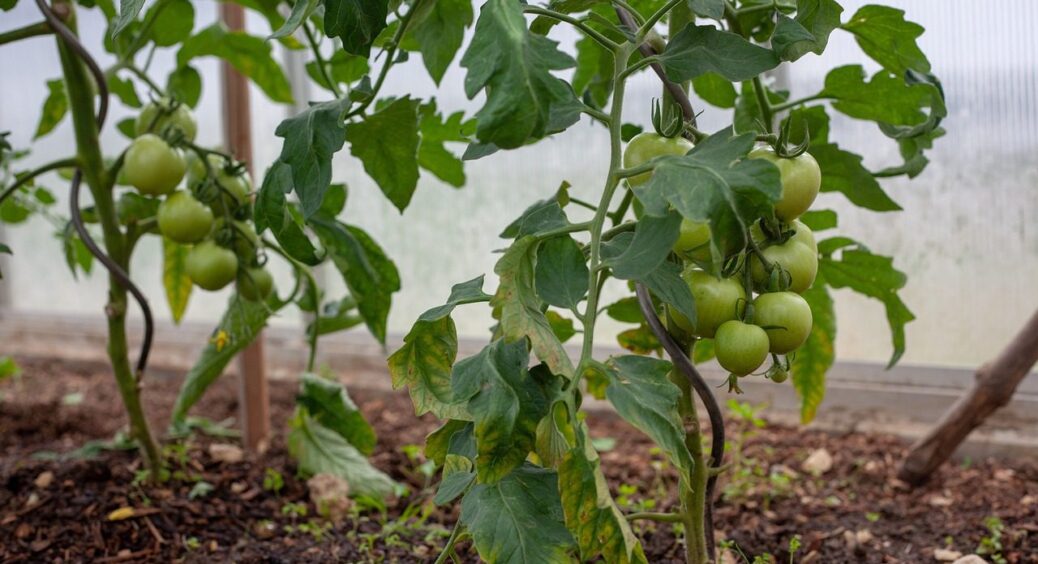 Увечері попшикала ЦЕ на листя і вершинної гнилі на томатах так і не було – роблю 3 рази на сезон 