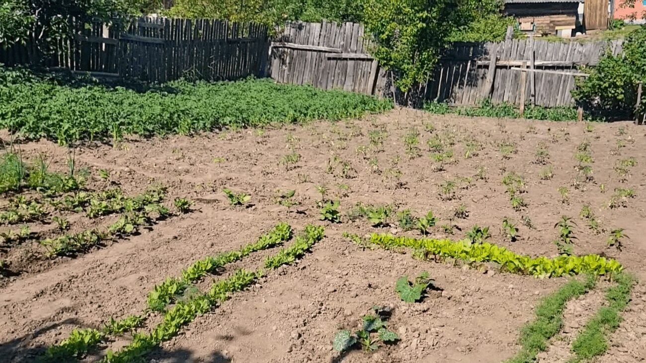 Аграрії розповіли, як позбутися бур'янів без прополювання та сапання