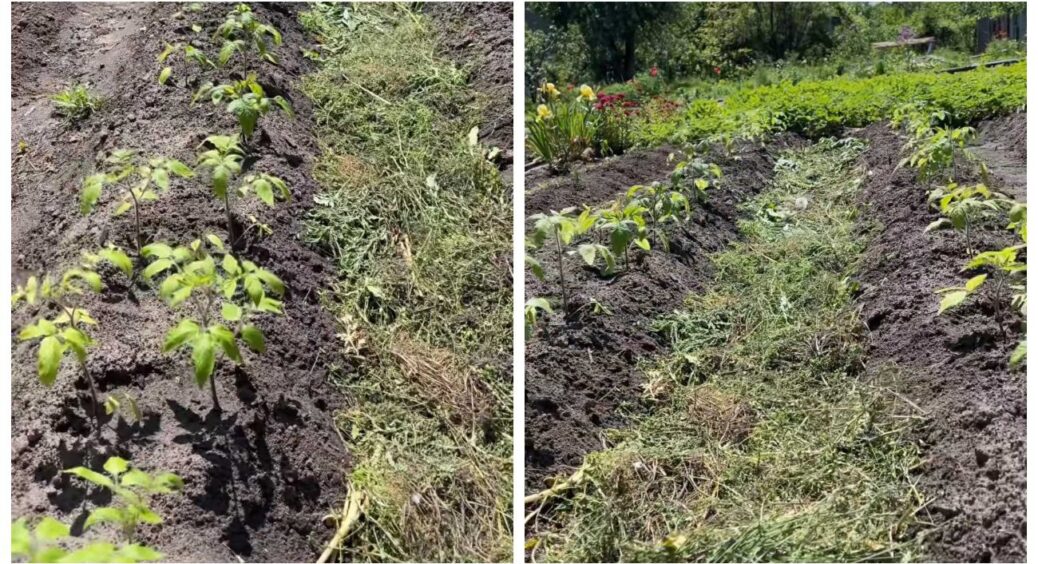 Помідори, що ростуть на горбах: 1 метод, яким тепер вирощує томати сучасна молодь 