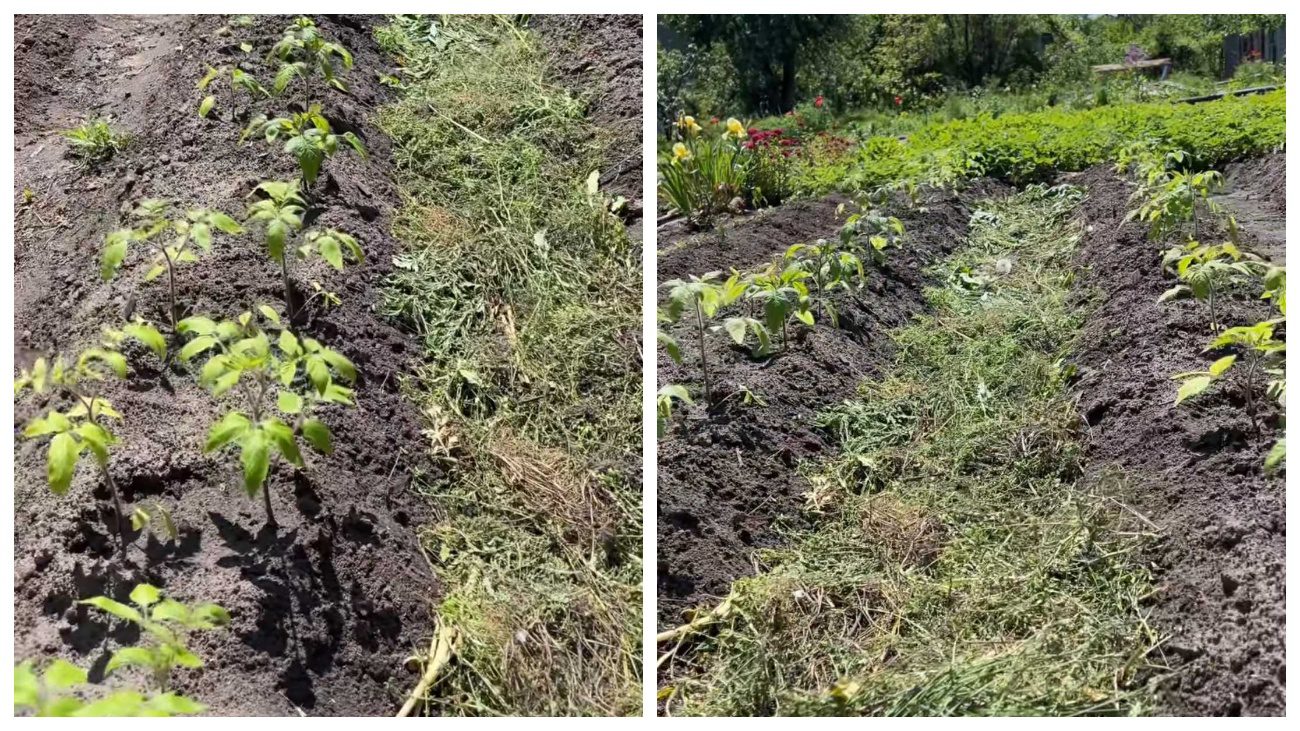 Садівники показали, як вирощувати помідори на горбах