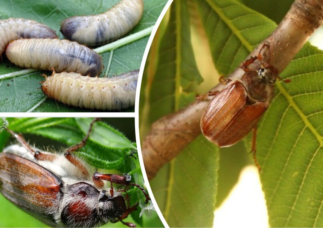 Як позбутися личинок хрущів під деревом