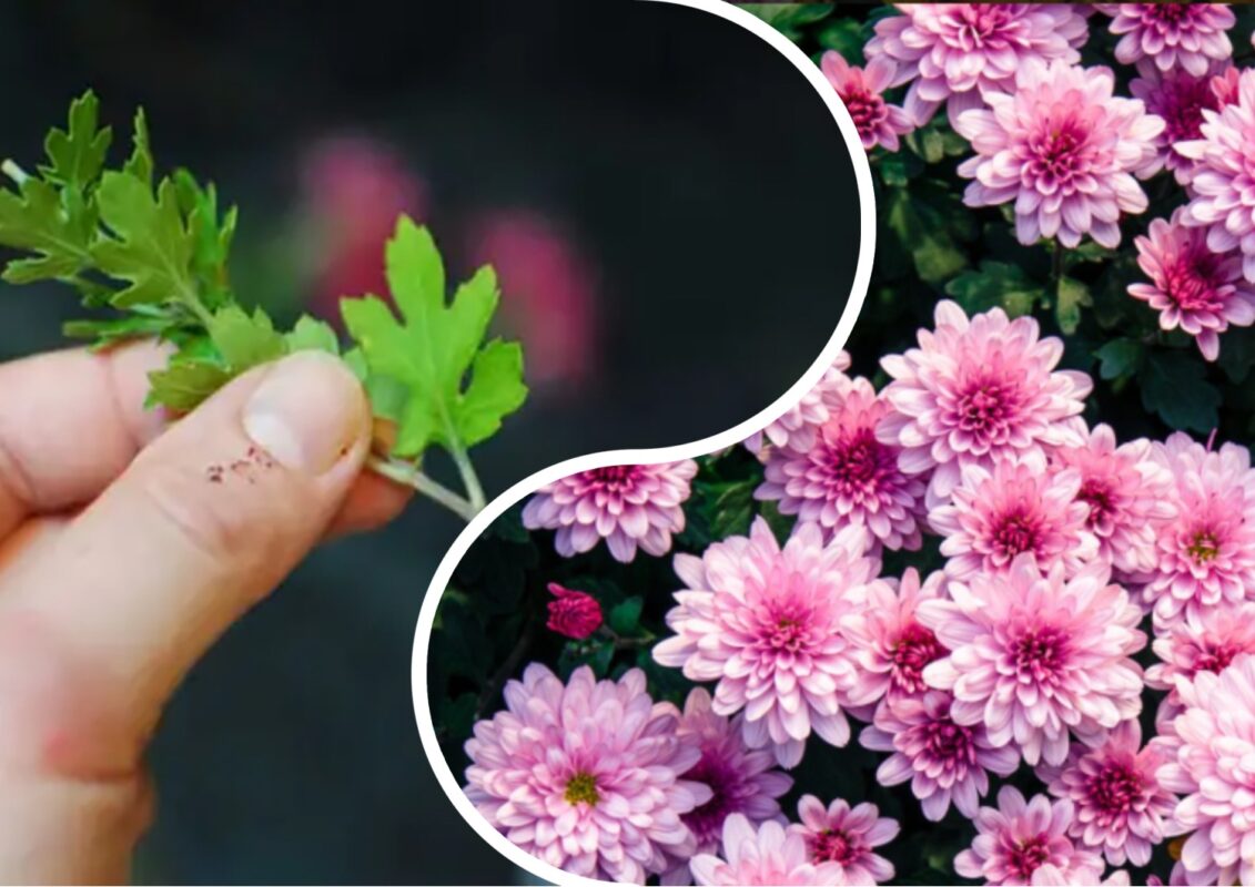 Як розмножити хризантему живцем