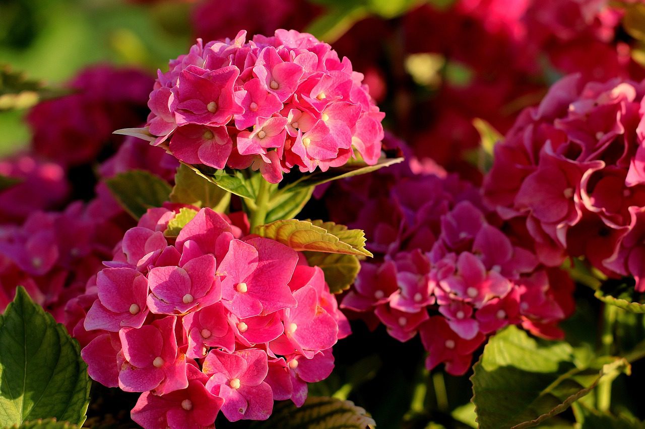 Садівники розповіли, як правильно підготувати гортензію до зими