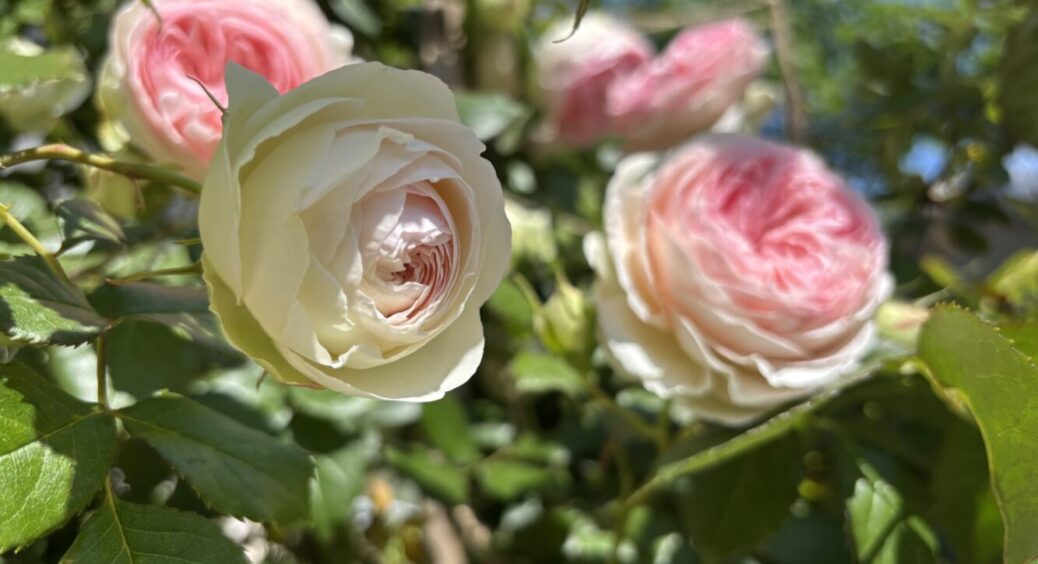 Навіщо сушити пелюстки троянд? 2 причини, якими ніколи не нехтують досвідчені господині 