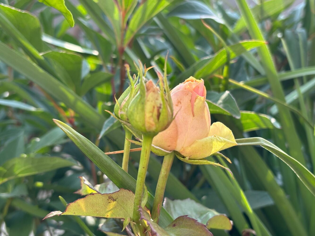 Садівники назвали найсприятливіші дні для посадки квітів у жовтні 2025