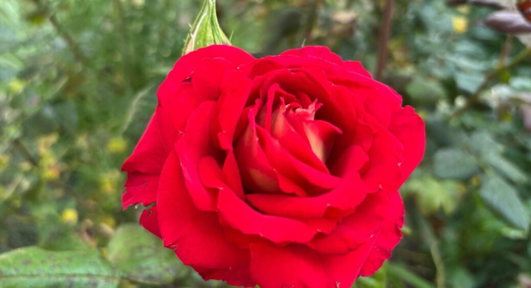 Не коровʼяк і не зола: чим підживити троянди у 2025, щоб відбою від квіток не було все літо 