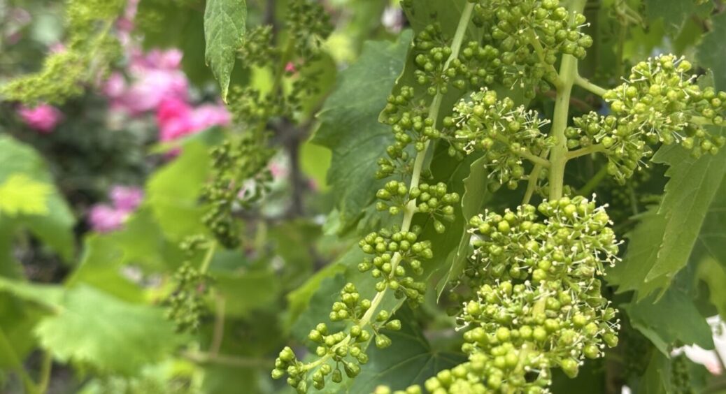 3 помилки, які не допускають на Одещині під час цвітіння винограду: будуть не грона, а насмішка 