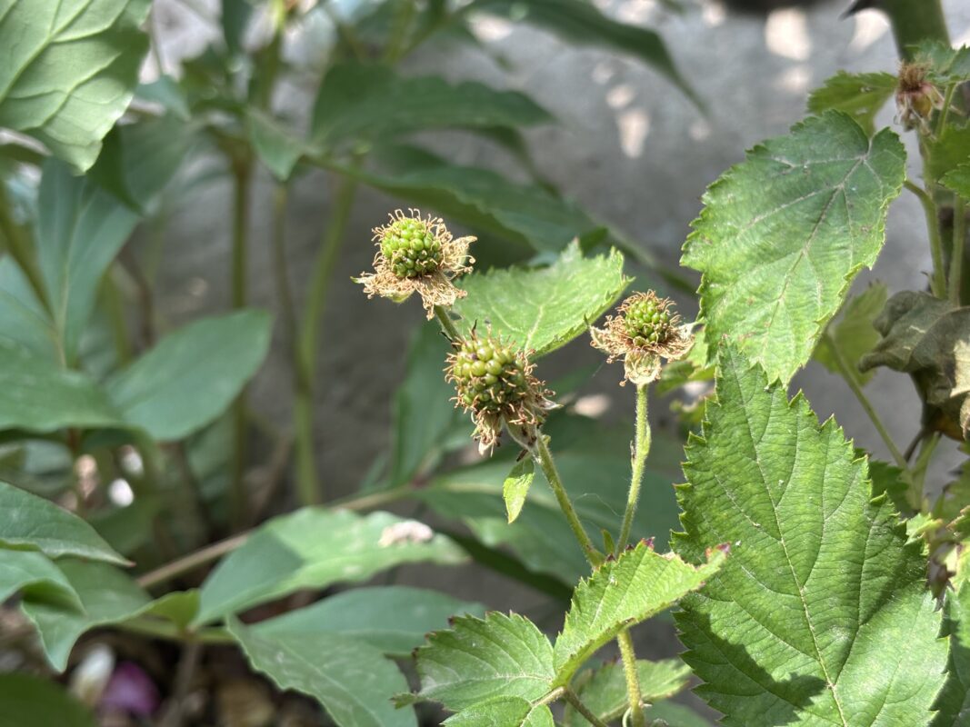 Експерт розповів, як отримати великий врожай ожини вдома