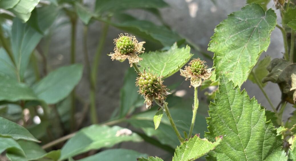 Кущ ожини дасть по 150 зав’язей, якщо зробити це: так урожай отримують на Одещині 