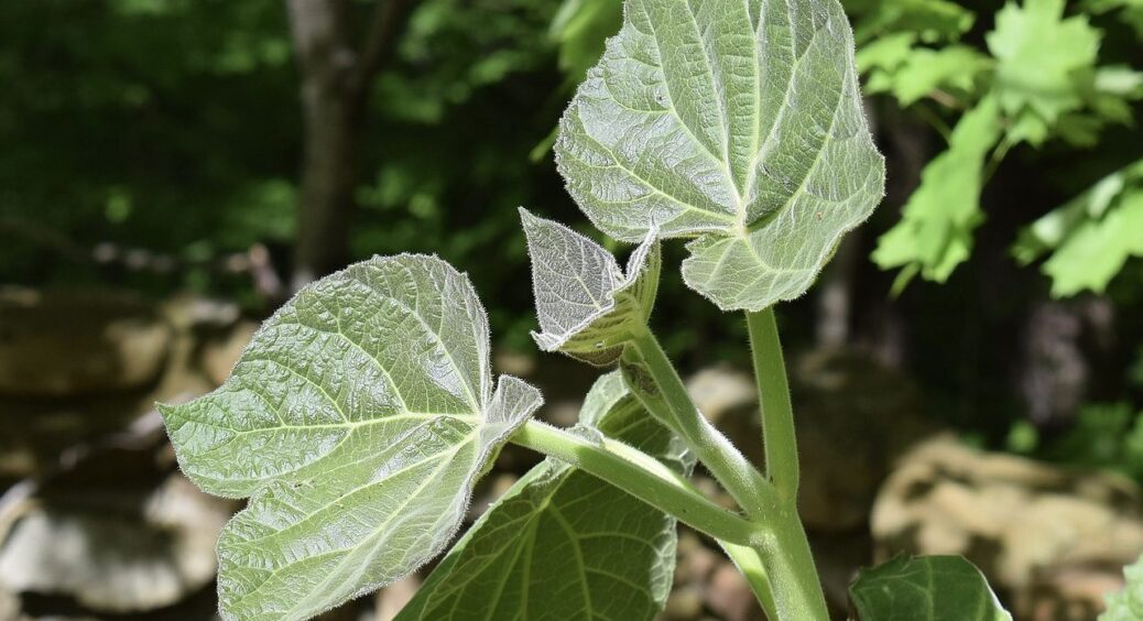 Проблема, про яку всі мовчали: чому українці почали масово викорчовувати висаджені павловнії? 