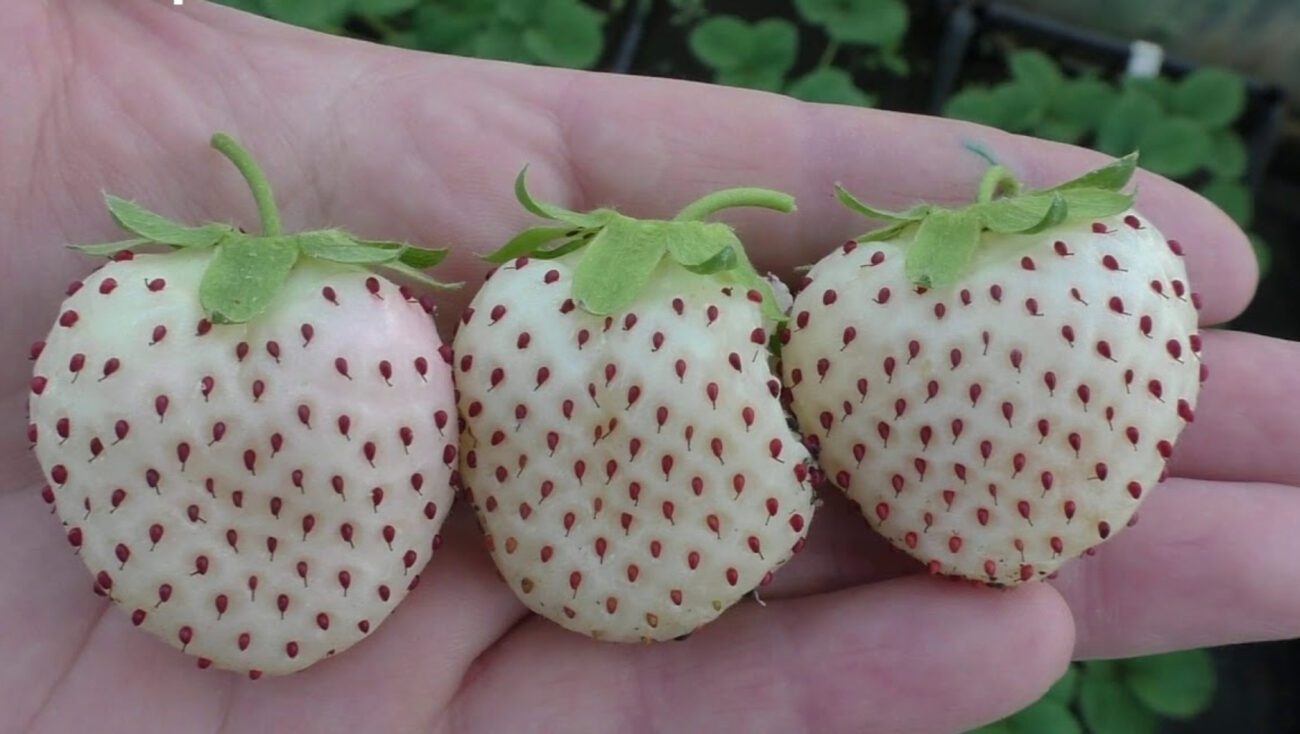 Садівник розповів, чому варто посадити білу полуницю