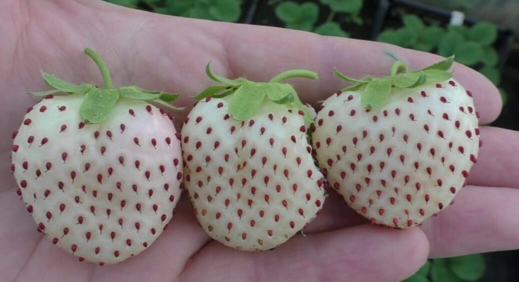 Біла полуниця — справжній хіт у 2025-му: ось чому всі городники мріють її виростити у себе 