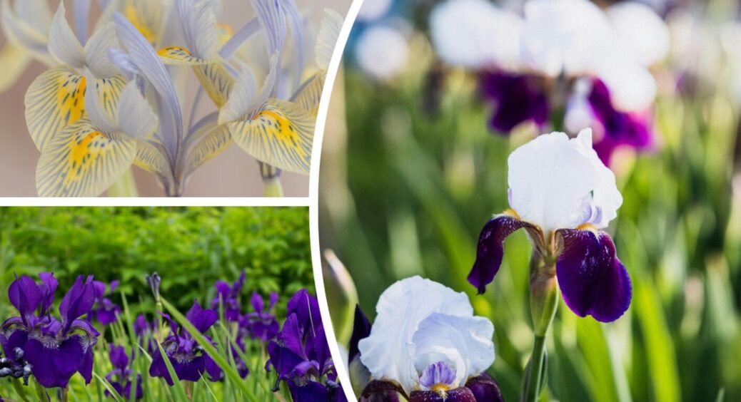 Викопувати чи не викопувати? Різнобарвні іриси відцвіли – що робити з квітами далі 