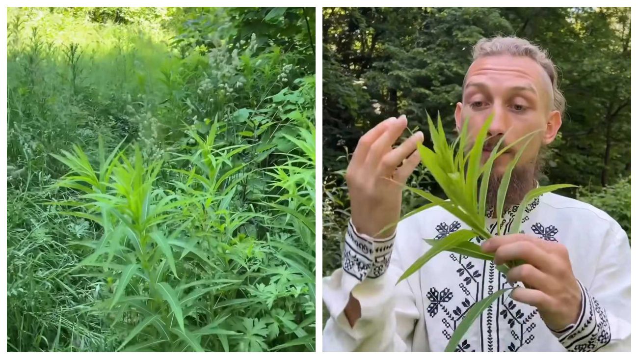 Кулінари пояснили, якою рослиною з городу можна замінити каву 