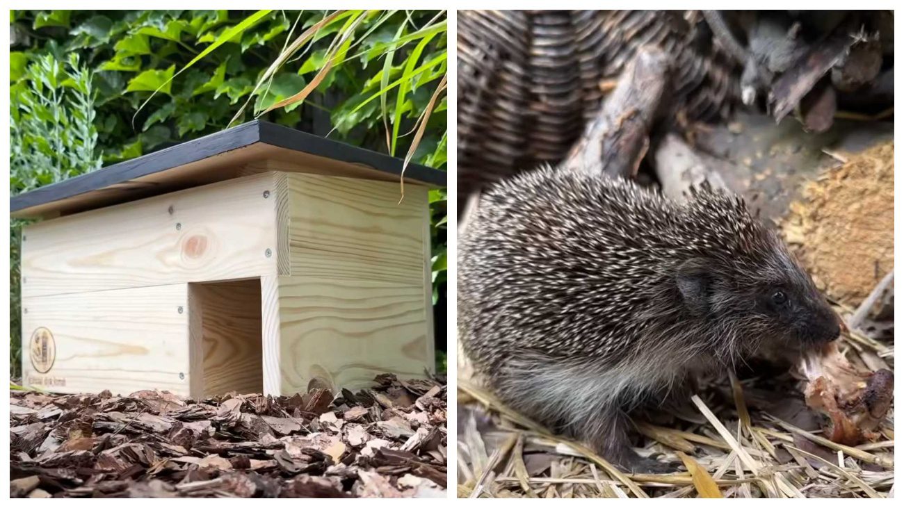 Садівники пояснили, для чого будувати хатинки для їжачків