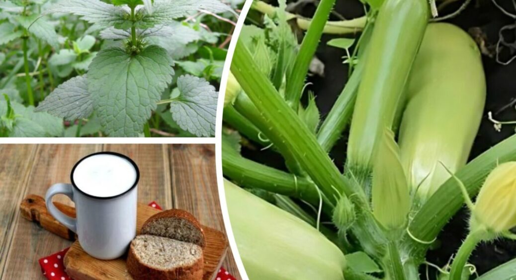 Кабачки після цієї підгодівлі пішли в ріст по 3 см на добу: ось що справді працює 