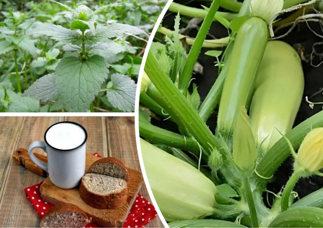 Чим підживити кабачки у червні для збільшення врожаю