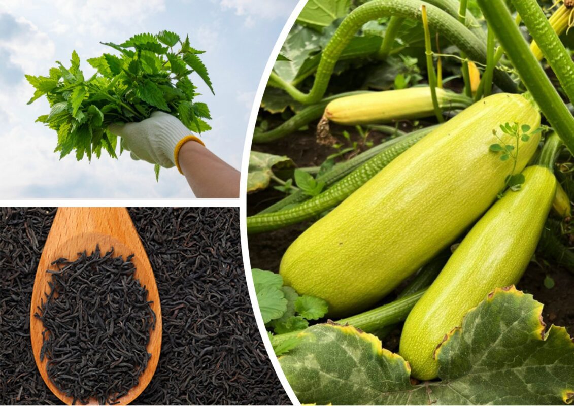 Чим підживити кабачки без хімії для кращого врожаю