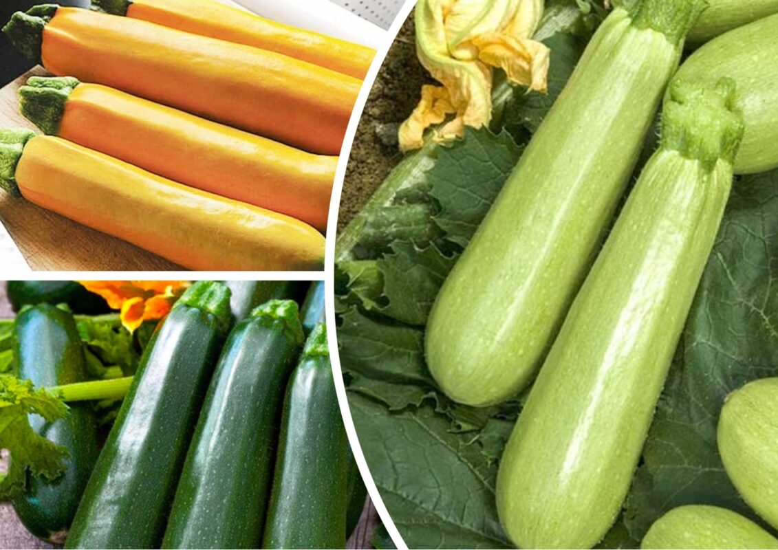 Агроном розповів, які сорти цукіні можна посадити прямо зараз 