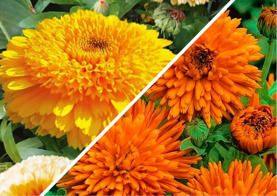 Два сорти календули, що вражають великими розмірами стебла та квітки