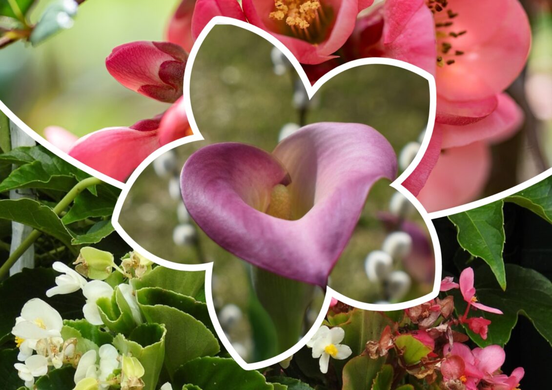 Садівники пояснили, які 3 рослини можна сміливо посадити в горщиках