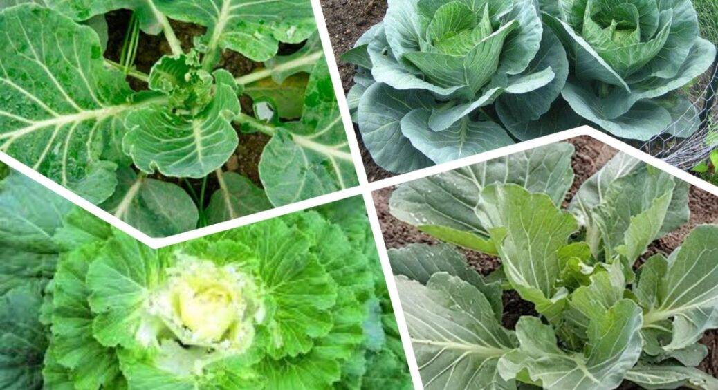 Чого не варто робити з капустою в липні: 3 дії, що можуть вплинути на врожай у 2025 році 
