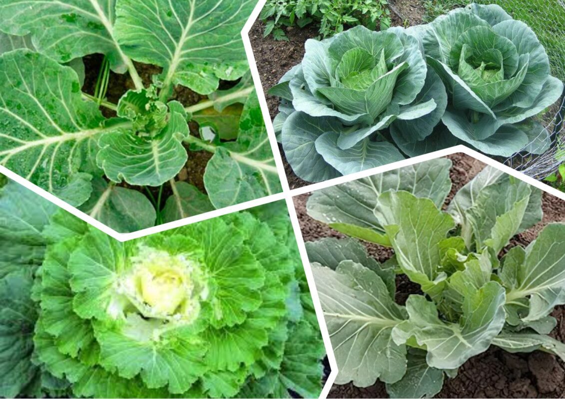 Городники пояснили, що впливає на врожай капусти у липні 2025 року