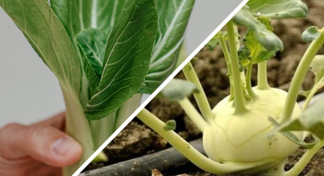 Ви ще встигнете зібрати урожай пекінської капусти та кольрабі: коли висаджувати у червні 