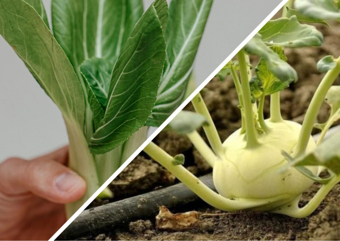 Яку капусту висадити у червні