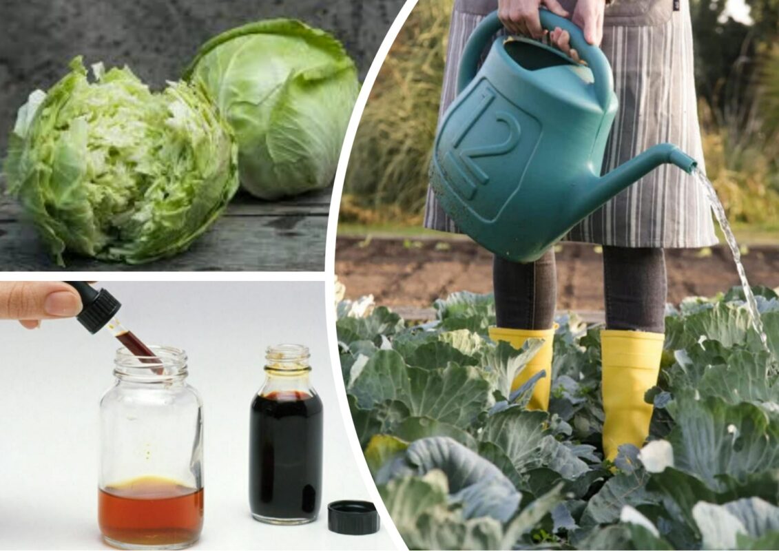 Чим підживити капусту у червні, щоб не розтріскувалася