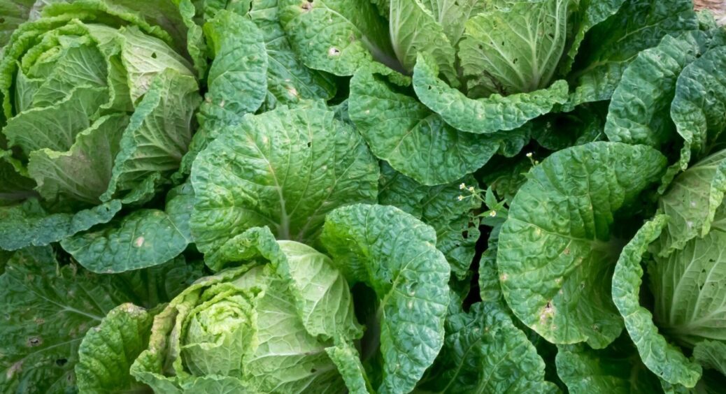 1 обробка на 7 днів – і капусту не чіпає тля: рекомендація з аграрної школи 