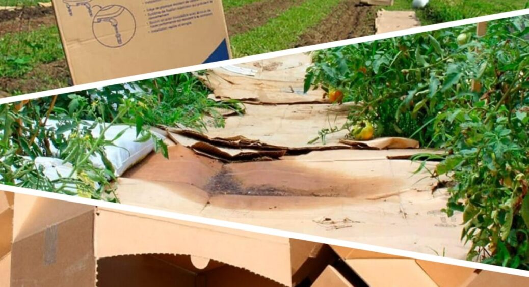 Більшість городників не знають про це неписане правило щодо картону і бур’янів: хіт 100-ліття 